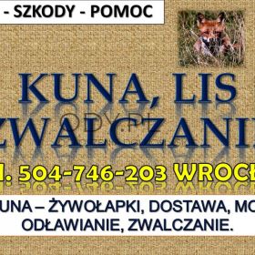 Odławianie lisów, cena, tel. 504-746-203, Wrocław. Żywołapka zwalczanie kuny.