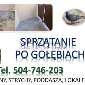 Dezynfekcja po gołębiach, tel. 504-746-203, Wrocław. Sprzątanie odchodów ptasich